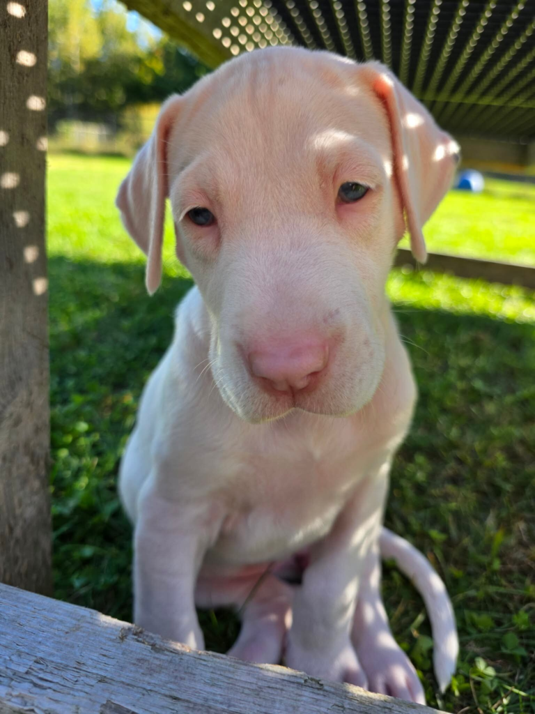 Skittles, a white Great Dane puppy, at 5 weeks old, sitting in the grass under a deck.