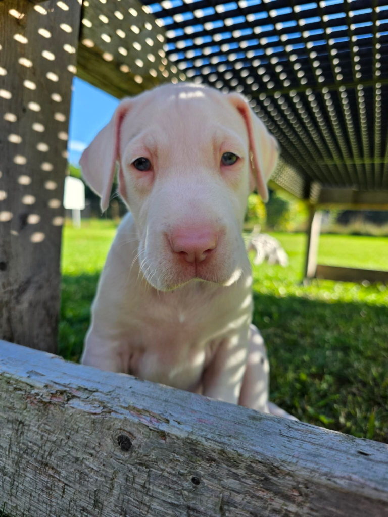 Skittles, a white Great Dane puppy, at 5 weeks old, peering over a wooden board from under a deck.
