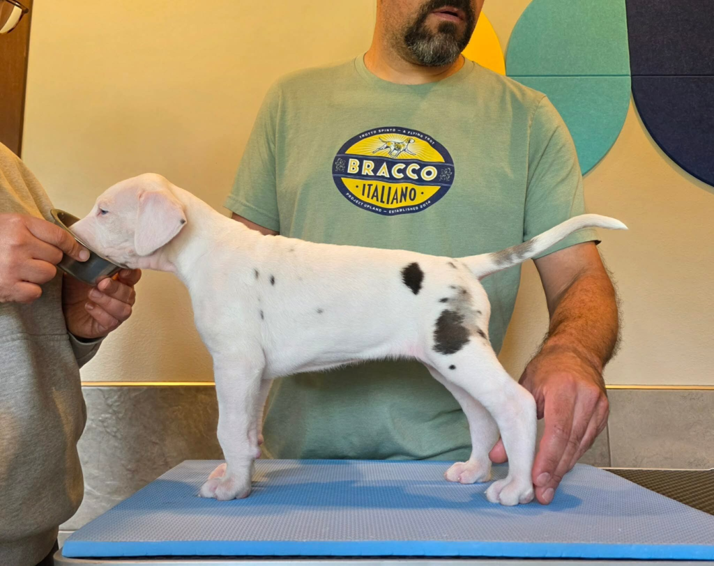 Skittles, a white Great Dane puppy, standing in profile on a grooming table at 5 weeks old.