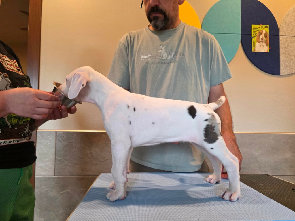Skittles, a white Great Dane puppy, standing in profile on a grooming table at 6 weeks old.