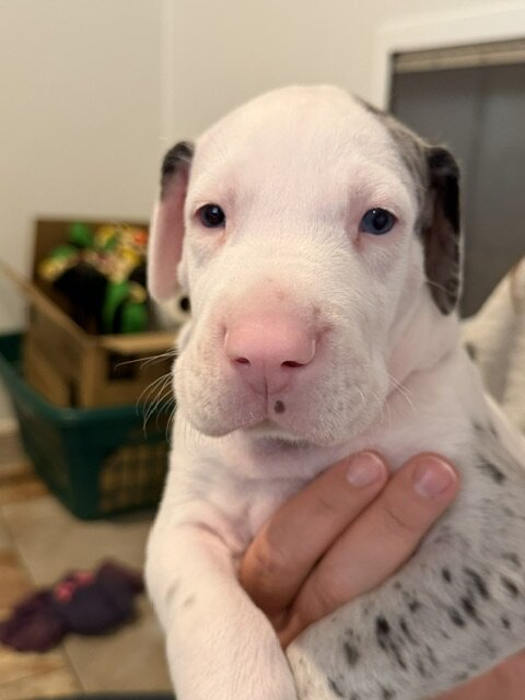 Twix, a white Great Dane puppy with grey merle patches, at 4 weeks old, held up in one hand, looking at the camera.