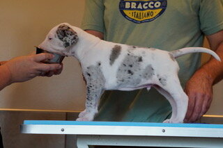 Twix, a white Great Dane puppy with grey merle patches, standing in profile on a grooming table at 4 weeks old.