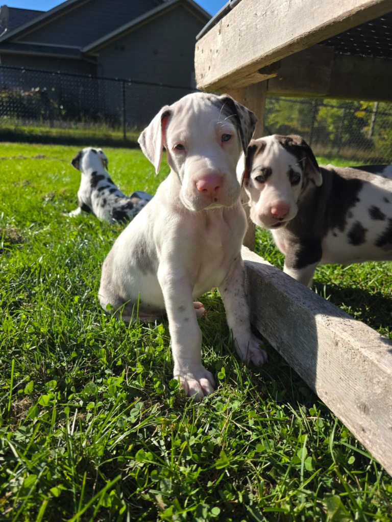 Twix, a white Great Dane puppy with grey merle patches, at 5 weeks old, sitting in the grass beside two merle littermates.