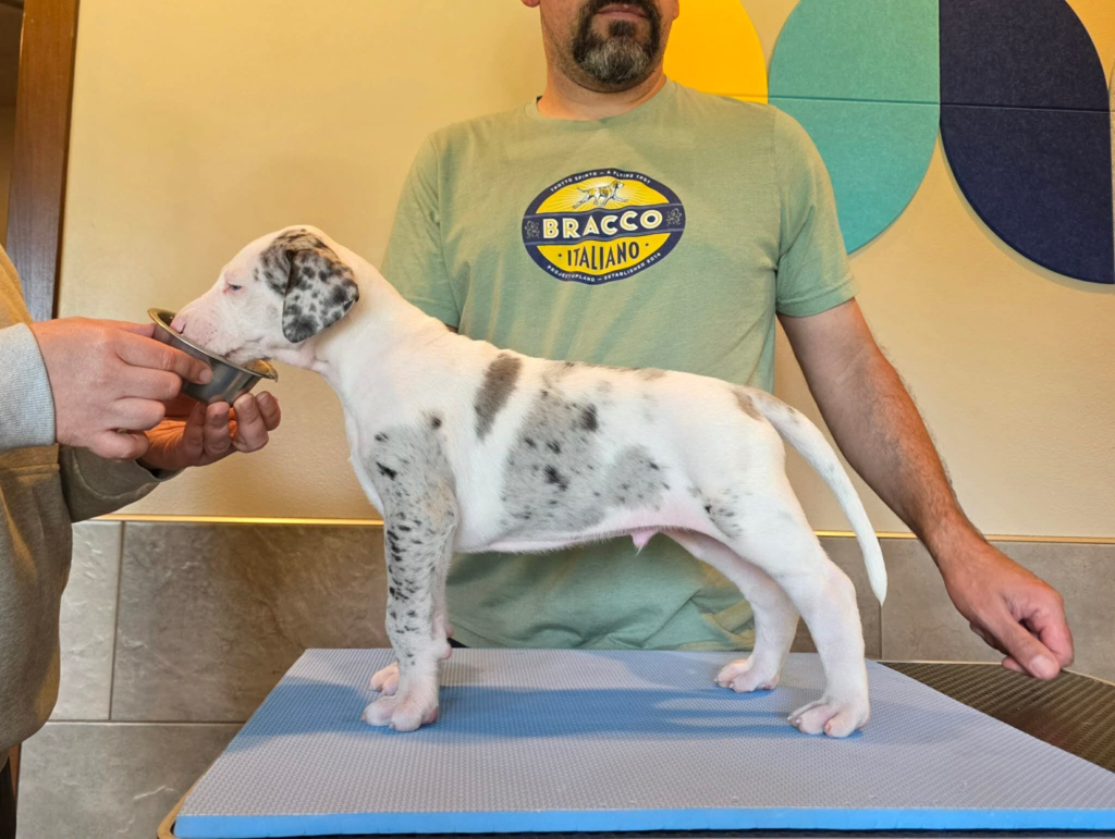 Twix, a white Great Dane puppy with grey merle patches, standing in profile on a grooming table at 5 weeks old.