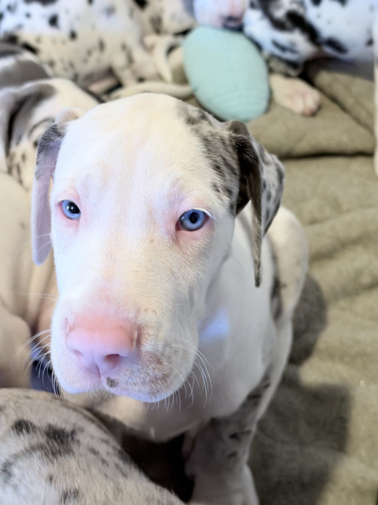 Twix, a white Great Dane puppy with grey merle patches, at 6 weeks old, in close-up among its littermates on a grey blanket.