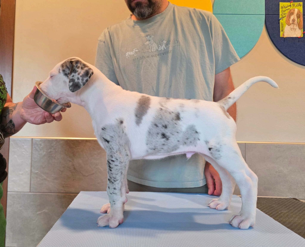 Twix, a white Great Dane puppy with grey merle patches, standing in profile on a grooming table at 6 weeks old.